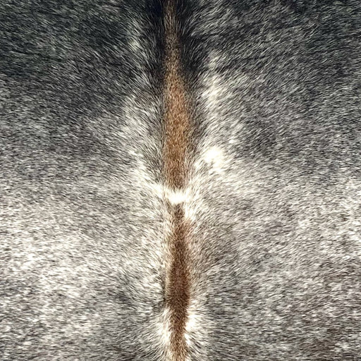 closeup of this Speckled Colombian Cowhide, showing white with black speckles and spots, and brown down part of the spine (COSP3565)