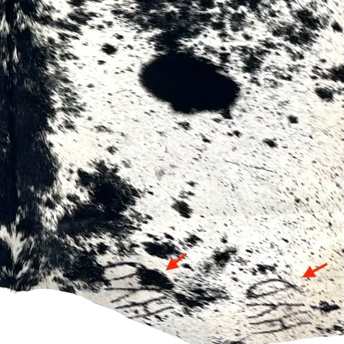 closeup of this White and Black Speckled Colombian Cowhide, showing one brand mark on the right side of the butt, and another on the right hind shank  (COSP3573)