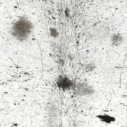 closeup of this Speckled Colombian Cowhide, showing white with black speckles and spots, and a few small, brownish black spots (COSP3574)