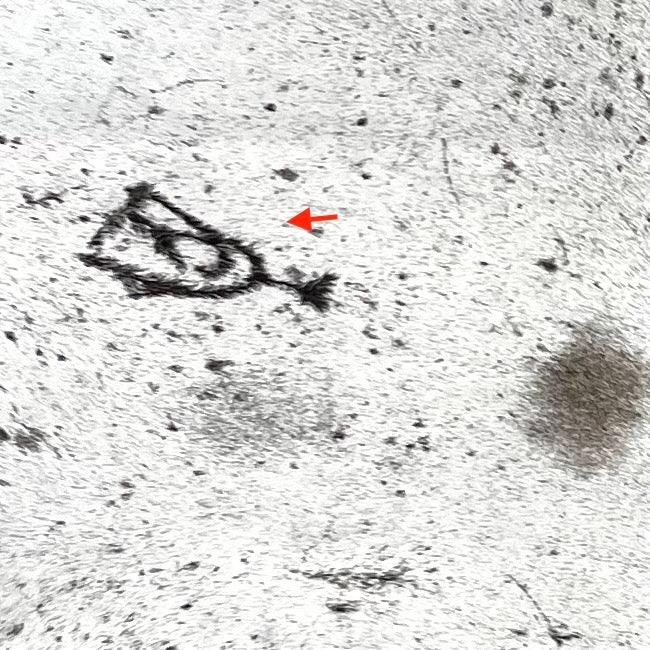 closeup of this White and Black Speckled Colombian Cowhide, showing one brand mark on the left side of the shoulder  (COSP3574)