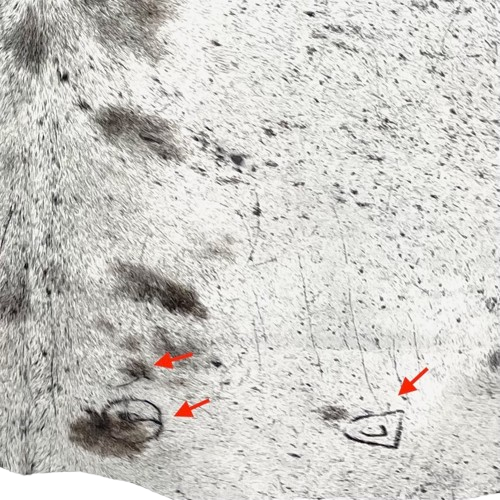 closeup of this White and Black Speckled Colombian Cowhide, showing three brand marks on the right side of the butt  (COSP3574)