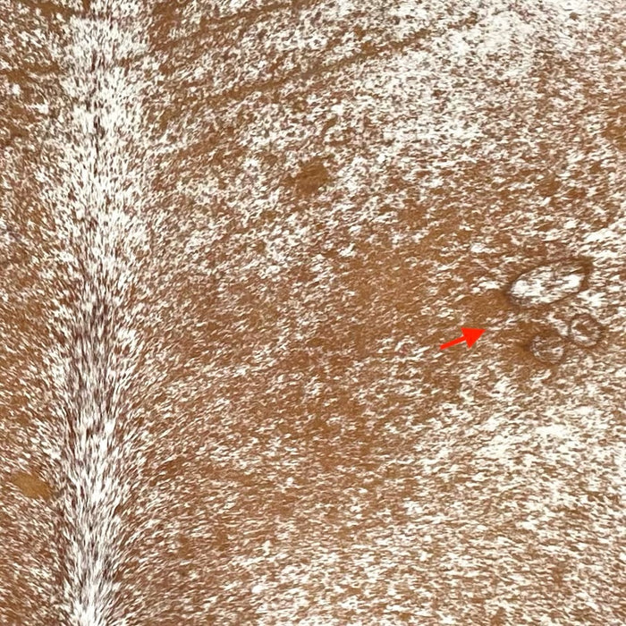closeup of this Speckled Colombian Cowhide, showing white with brown speckles and spots, and one brand mark near the right fore shank (COSP3575)