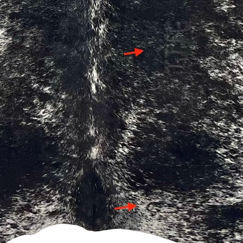closeup of this Black and White Speckled Colombian Cowhide, showing one brand mark on the right side of the back, and another on the right side of the butt  (COSP3577)