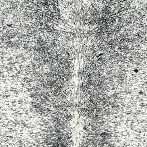 closeup of this Large Speckled Colombian Cowhide, showing white with black speckles and spots (COSP3579)