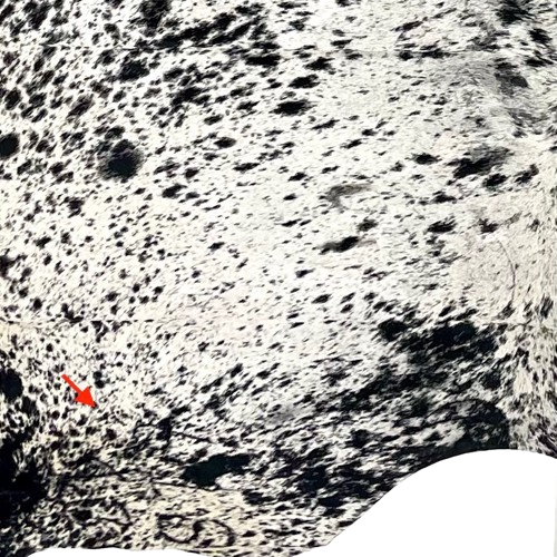 closeup of this Black and White Speckled Brazilian Cowhide, showing one cluster of brand marks on the left side of the butt  (COSP3581)