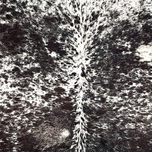 closeup of this Large Speckled Colombian Cowhide, showing white with black spots and speckles (COSP3582)