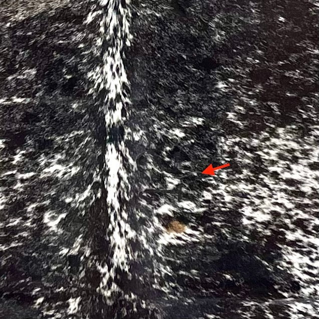 closeup of this Large Black and White Speckled Colombian Cowhide, showing one brand mark on the right side of the back (COSP3582)