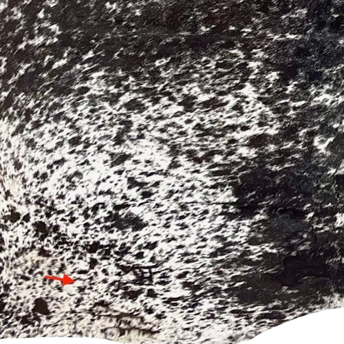 closeup of this Large Black and White Speckled Colombian Cowhide, showing one brand mark on the left side of the butt COSP3582)