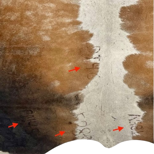 closeup of this Tricolor Speckled Colombian Cowhide, showing one brand mark on the right side of the butt, one on the left side of the back, and two on the left side of the butt (COSP3583)