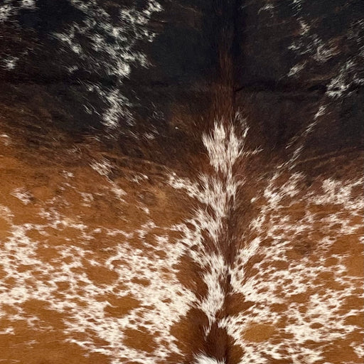 closeup of this Tricolor Colombian Speckled Cowhide, showing off-white with reddish brown and black spots and speckles (COSP3585)