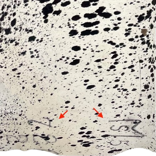 closeup of this Large Black and White Speckled Colombian Cowhide, showing two large brand marks on the left side of the butt (COSP3586)