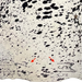 closeup of this Large Black and White Speckled Colombian Cowhide, showing two large brand marks on the left side of the butt (COSP3586)
