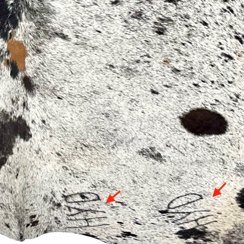 closeup of this Black and White Speckled Colombian Cowhide, showing two brand marks on the right side of the butt  (COSP3588)