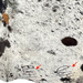 closeup of this Black and White Speckled Colombian Cowhide, showing two brand marks on the right side of the butt  (COSP3588)