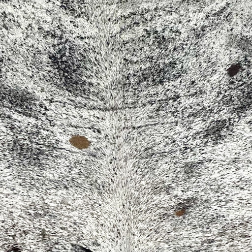 closeup of this Speckled Colombian Cowhide, showing white with black speckles and spots, and a few small, brown spots (COSP3589)