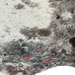 Closeup of this Large Colombian Tricolor Cowhide, showing two brand marks on the left side of the butt  (COSP3691)