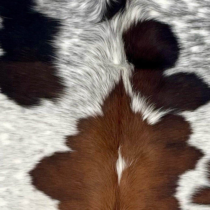 Closeup of t his Large Tricolor Speckled Colombian Cowhide, showing white with faint, black speckles, and black and brown spots, and longer hair down the spine  (COSP3752)