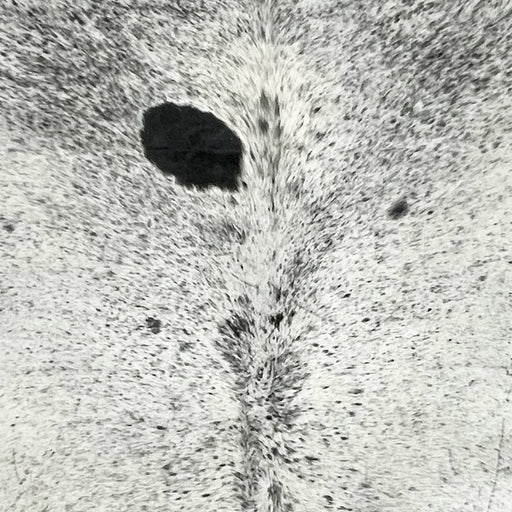 Closeup of this Large Speckled Colombian Cowhide, showing white with black speckles and spots (COSP3753)