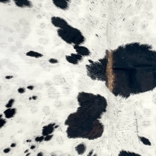 Closeup of this Speckled Colombian Cowhide, showing white with black speckles and spots, and light brown down part of the spine  (COSP3754)
