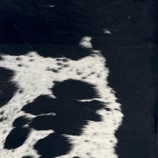 Closeup of this Speckled Colombian Cowhide, showing white with black speckles and spots, and solid black down the middle and across the shoulder  (COSP3757)