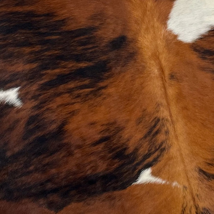 Closeup of this Colombian, Tricolor Cowhide, showing a reddish brown and black, brindle pattern, with a few large and small, white spots, and golden brown down part of the spine (COTR1002)