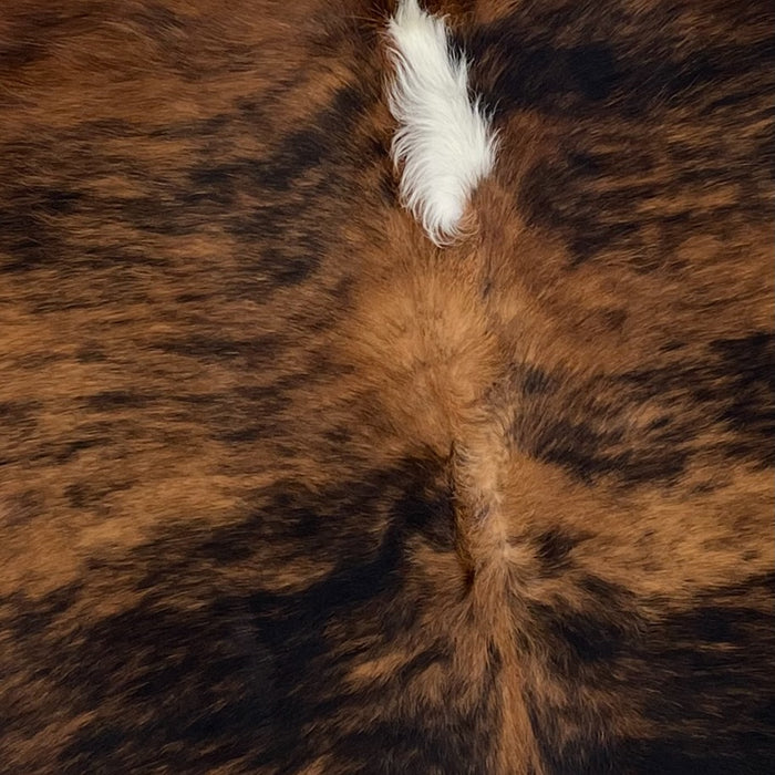 Closeup of this Colombian, Tricolor Cowhide, showing has a brown and black, brindle pattern, with a white spot in the middle of the shoulder (COTR1010)