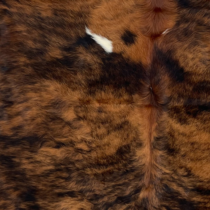 Closeup of this Colombian, Tricolor Cowhide, showing a brown and black, brindle pattern covering most of the hide,  and one small, white spot on the back (COTR1017)