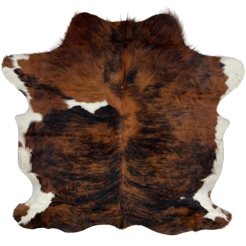 Colombian Tricolor Cowhide:  has a red brown and black, brindle pattern, with a white spot on the left side of the shoulder, and white with red brown spots on the belly and shanks - 6'2" x 5'3" (COTR1020)