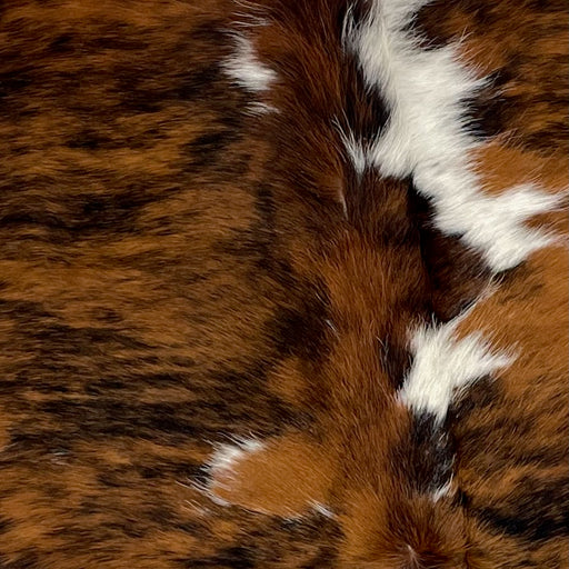 Closeup of this Colombian, Tricolor Cowhide, showing a brown and black, brindle pattern, with a few white spots on the back and down the spine (COTR1024)