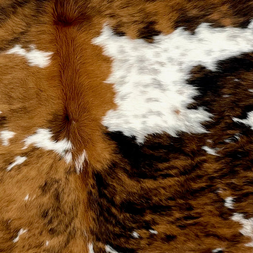 Closeup of this Colombian, Speckled, Tricolor Cowhide, showing white, with faint, brown and black speckles, and large and small spots that have a brown and black, brindle pattern (COTR1032)