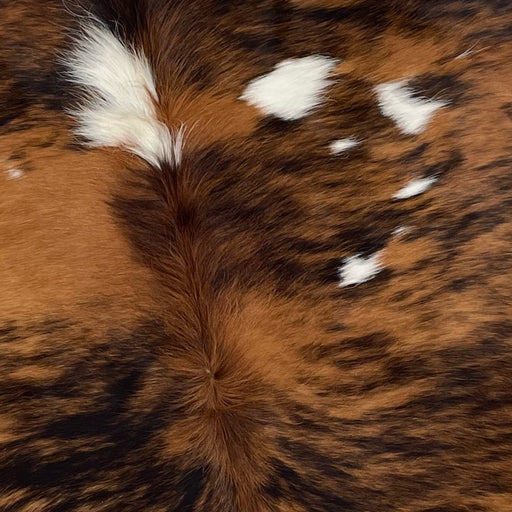Closeup of this Colombian, Tricolor Cowhide, showing a brown and black, brindle pattern down the back, with a few small, white spots (COTR1040)