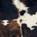 Closeup of this Colombian, Tricolor Cowhide, showing white with large spots down both sides that have a black and brown, brindle pattern, and it has a few smaller spots on the back (COTR1047)