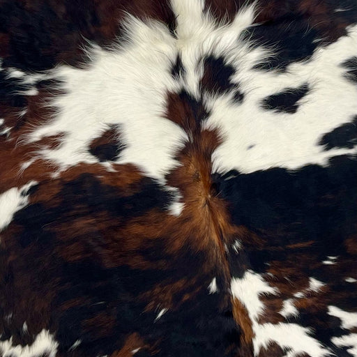 Closeup of this Colombian Tricolor Cowhide, showing white, with large and small spots that have a mix of black and dark brown (COTR1062)