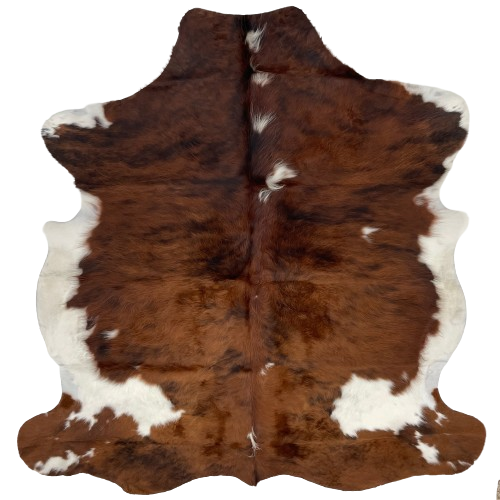 Colombian Dark Tricolor Cowhide, long hair :  has long hair that is a mix of dark brown and black, and it has a few white spots in the middle, and white on the belly  and part of the shanks - 6'4" x 5'2" (COTR1076)