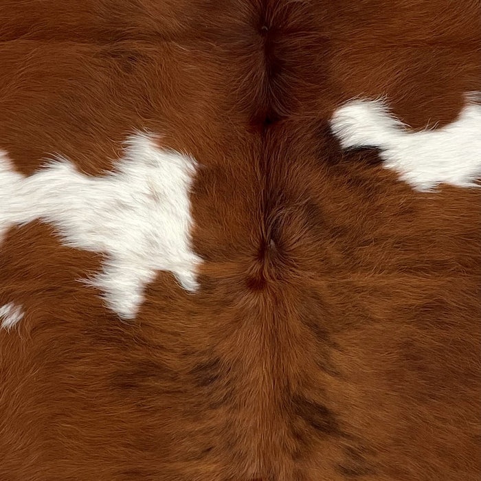 Closeup of this Colombian, Tricolor Cowhide, showing mostly brown, with a few white spots, some having brown speckles, and black, brindle markings down the middle of the lower half of the hide (COTR1077)