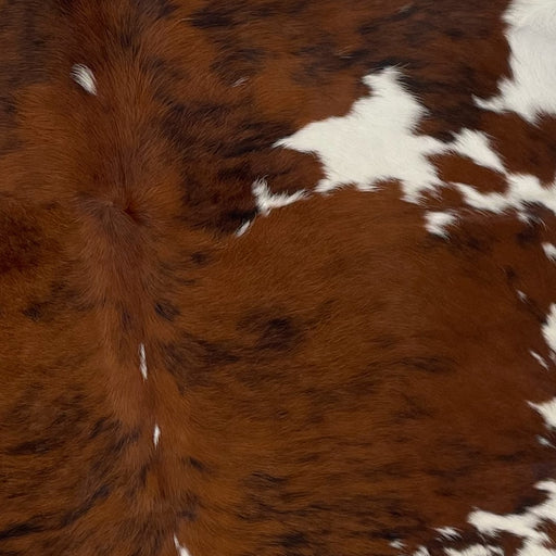 CLoseup of this Colombian Tricolor Cowhide, showing a brown and black, brindle pattern, with a few small and large, white spots, and white on the belly (COTR1082)