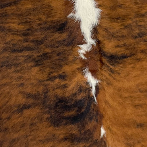Closeup of this Colombian, Tricolor Cowhide, showing a brown and black, brindle pattern, and white down most of the spine (COTR1083)
