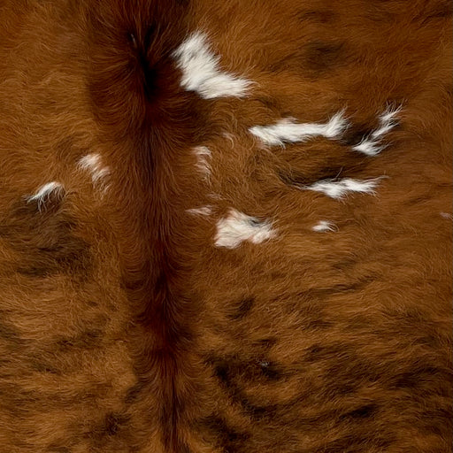 Closeup of this Colombian Tricolor Cowhide, showing long hair that has a brown and black, brindle pattern, with a few small, white spots (COTR1084)