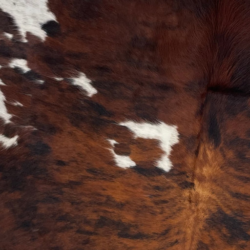 Closeup of this Colombian, Tricolor Cowhide, showing a reddish brown and black brindle pattern, with a few small, white spots on the shoulder, and white with black speckles on the fore shank (COTR1085)