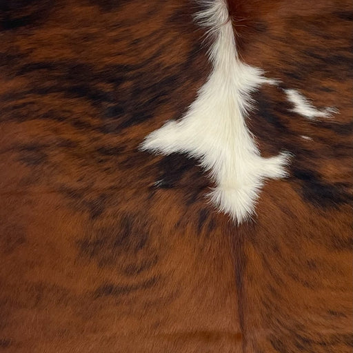 Closeup of this Colombian, Tricolor Cowhide, showing a brown and black, brindle pattern with a large white spot in the middle of the shoulder (COTR1092)