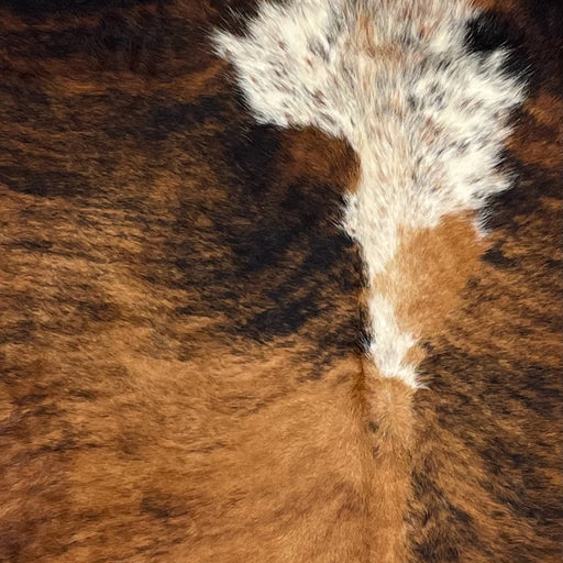 Closeup of this Colombian Tricolor Cowhide, showing a brown and black, brindle pattern, a white spot, with brown and black speckles, down the middle of the shoulder (COTR1094)
