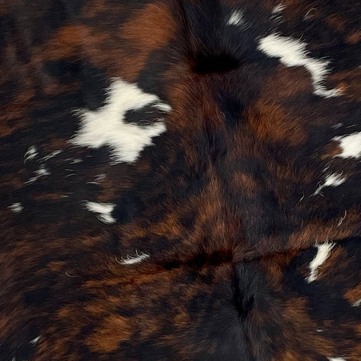 Closeup of this Colombian Tricolor Cow hide, showing a mix of black and brown, with some white spots, on the back (COTR1096)