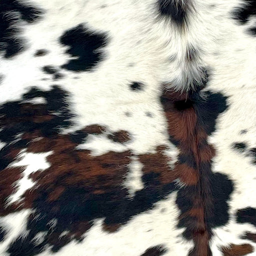 Closeup of this Colombian, Tricolor Cowhide, showing white, with black speckles, and large and small spots that have a mix of black and dark brown (COTR1103)