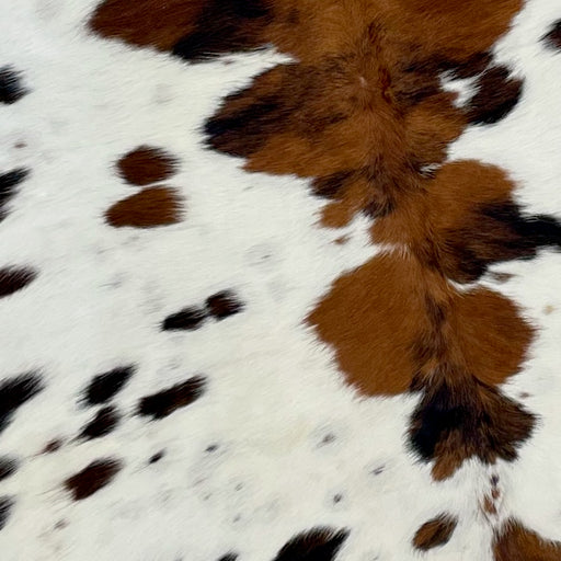 Closeup of this Colombian Tricolor Cowhide, showing white with small and large, black and brown spots (COTR1104)