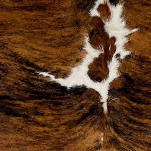 Closeup of this Colombian Tricolor Cowhide, showing a brown and black, brindle pattern, with white down part of the spine (COTR1106)