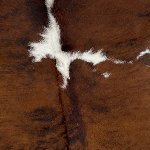 Closeup of this Colombian Tricolor Cowhide, showing brown with some black, brindle markings, and some white spots on the spine and shoulder (COTR1107)
