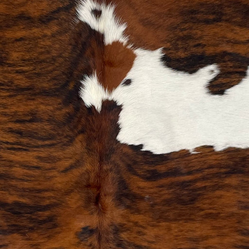 Closeup of this Colombian Tricolor Cowhide, showing a reddish brown and black, brindle pattern, with a few small, white spots on the spine, and a large, white spot across the right side of the shoulder (COTR1109)