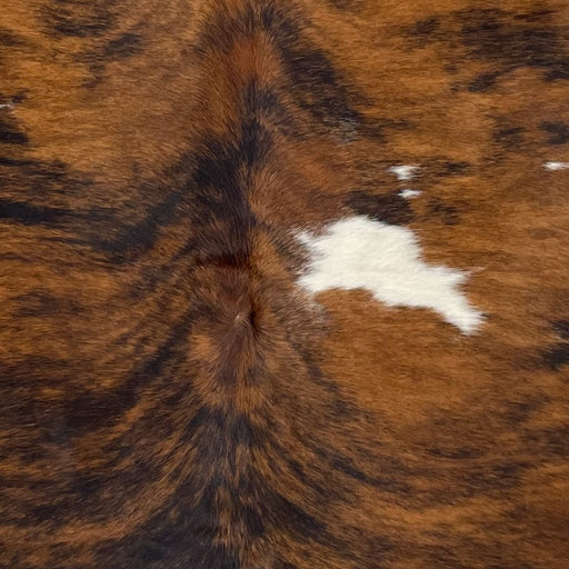 Closeup of this Colombian, Tricolor Cowhide, showing a brown and black, brindle pattern with one larger and a few small, white spots on the back (COTR1113)