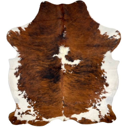 Large Colombian Tricolor Cowhide:  has a reddish brown and black, brindle pattern, with one large and a few small, white spots down the middle, and it has white on the belly and part of the shanks - 7'6" x 6'2" (COTR1118)