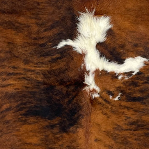 Closeup of this Large, Colombian, Tricolor Cowhide, showing a reddish brown and black, brindle pattern, and one large, white spot down the middle (COTR1118)